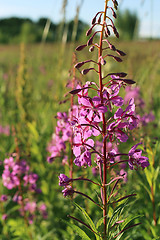 Image showing Wild flower of Willow-herb in the evening field