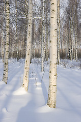 Image showing Birch