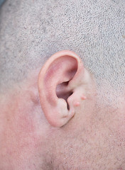 Image showing male ear