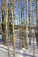 Image showing Birch