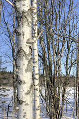 Image showing Birch