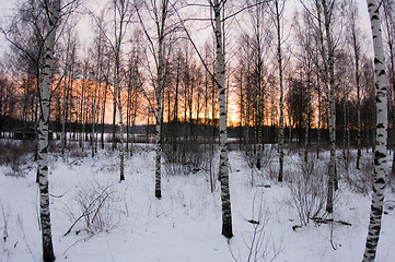 Image showing Birch