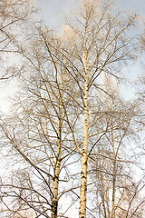 Image showing Birch