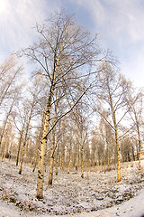 Image showing Birch