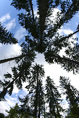 Image showing Spruce