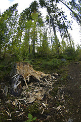 Image showing Forest