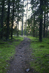 Image showing Forest