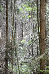 Image showing Forest