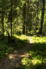 Image showing Path in the forest