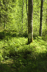 Image showing Forest