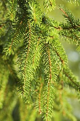 Image showing Fir-tree