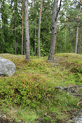 Image showing Forest