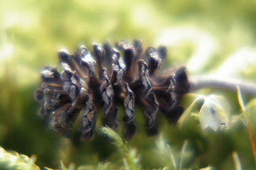 Image showing Alder cone