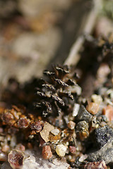 Image showing Alder cone