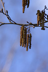 Image showing Alder