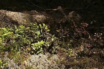 Image showing Forest fire