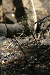 Image showing Forest fire