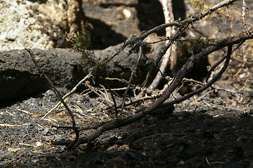 Image showing Forest fire