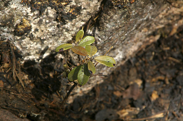 Image showing Forest fire