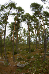 Image showing Forest