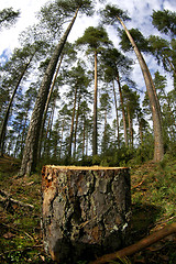 Image showing Forest