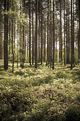 Image showing Forest