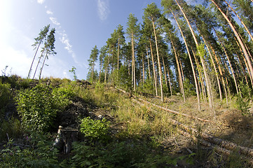 Image showing Forest