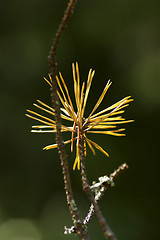 Image showing Forest