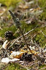 Image showing Pine cone