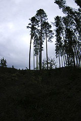 Image showing Forest