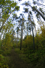 Image showing Forest