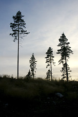 Image showing Forest