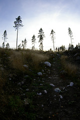 Image showing Forest