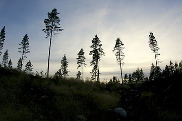 Image showing Forest