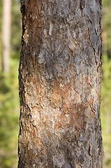 Image showing Pine tree