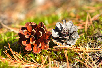 Image showing Pine cone