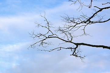 Image showing Branches