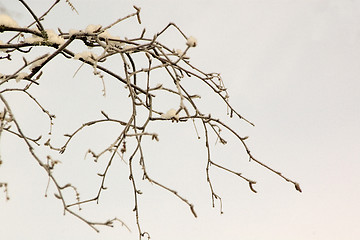 Image showing Branches