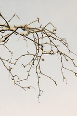 Image showing Branches