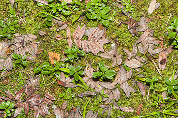 Image showing Leafs