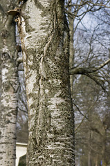 Image showing The face of the tree