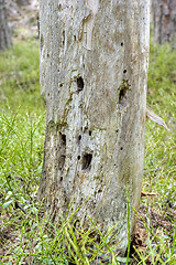 Image showing The face of the tree