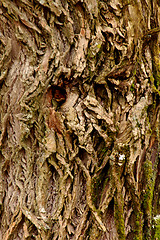 Image showing The face of the tree