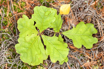 Image showing Oak