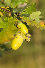 Image showing Oak