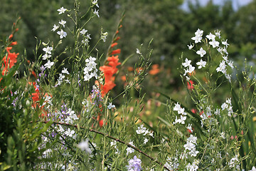 Image showing Summer flowers