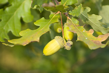 Image showing Oak