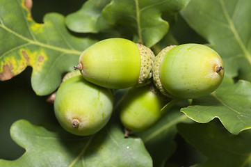 Image showing Oak