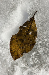 Image showing Leaf