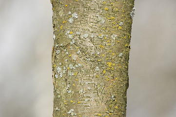 Image showing Alder